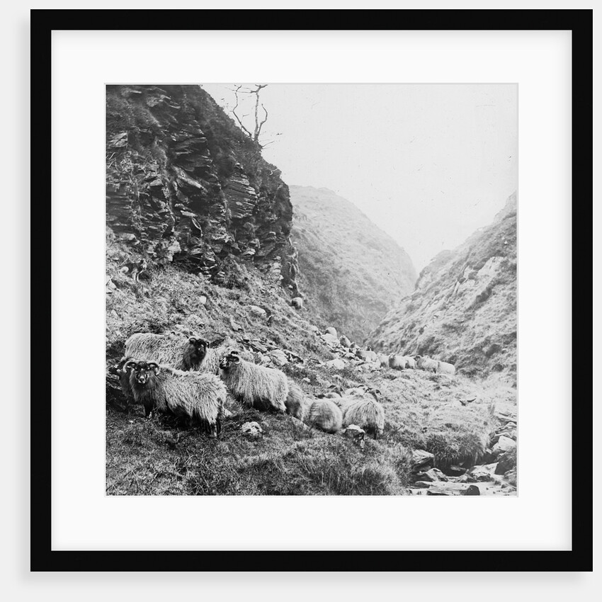 Sheep on Hillside above the Corrany, Isle of Man by George Bellett Cowen